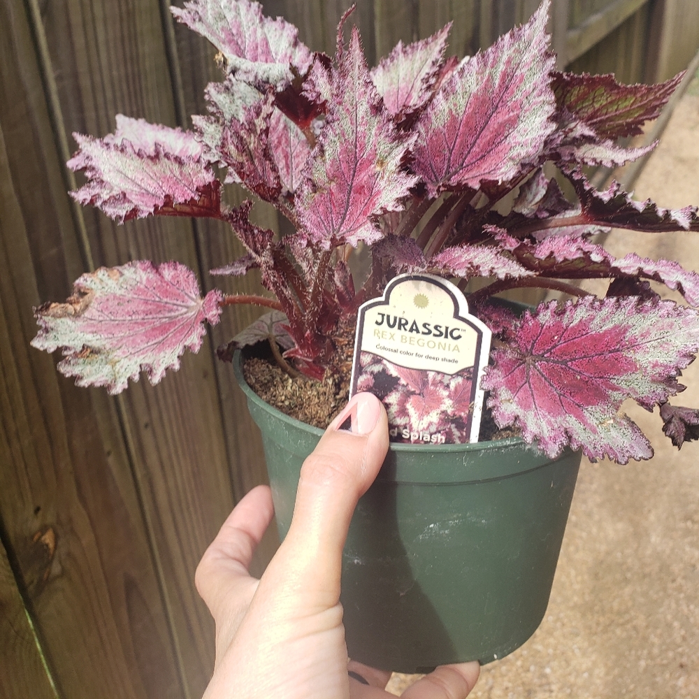 Jurassic begonia